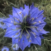 mawtinik, autor del poema'XIV ''