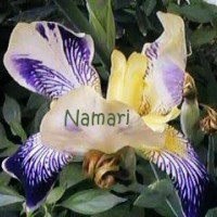Namari, autor del poema'Suena...''