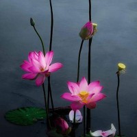 Hurí_09, autor del poema'Te Amo..''