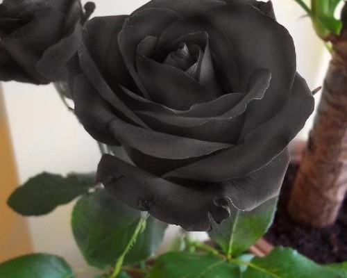 Poema Rosa Negra Por Alma Solitaria Poematrix poema rosa negra por alma solitaria