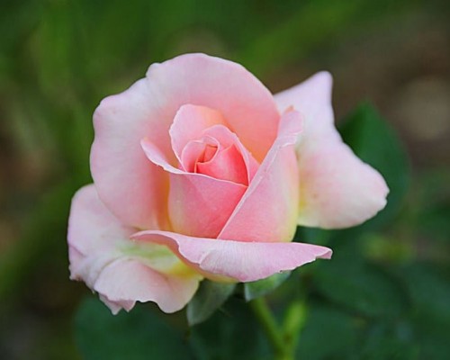 Poema "La rosa es la más bella flor" por Zadkiel | Poematrix