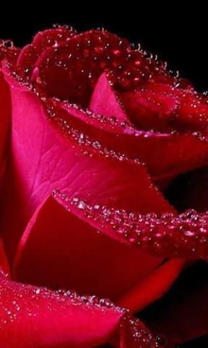 Una rosa con amor