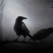 Poeta: Cuervo Negro | BO | Desde Nov/2016