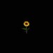 Poeta: Night sunflower | VE | Desde Dic/2022